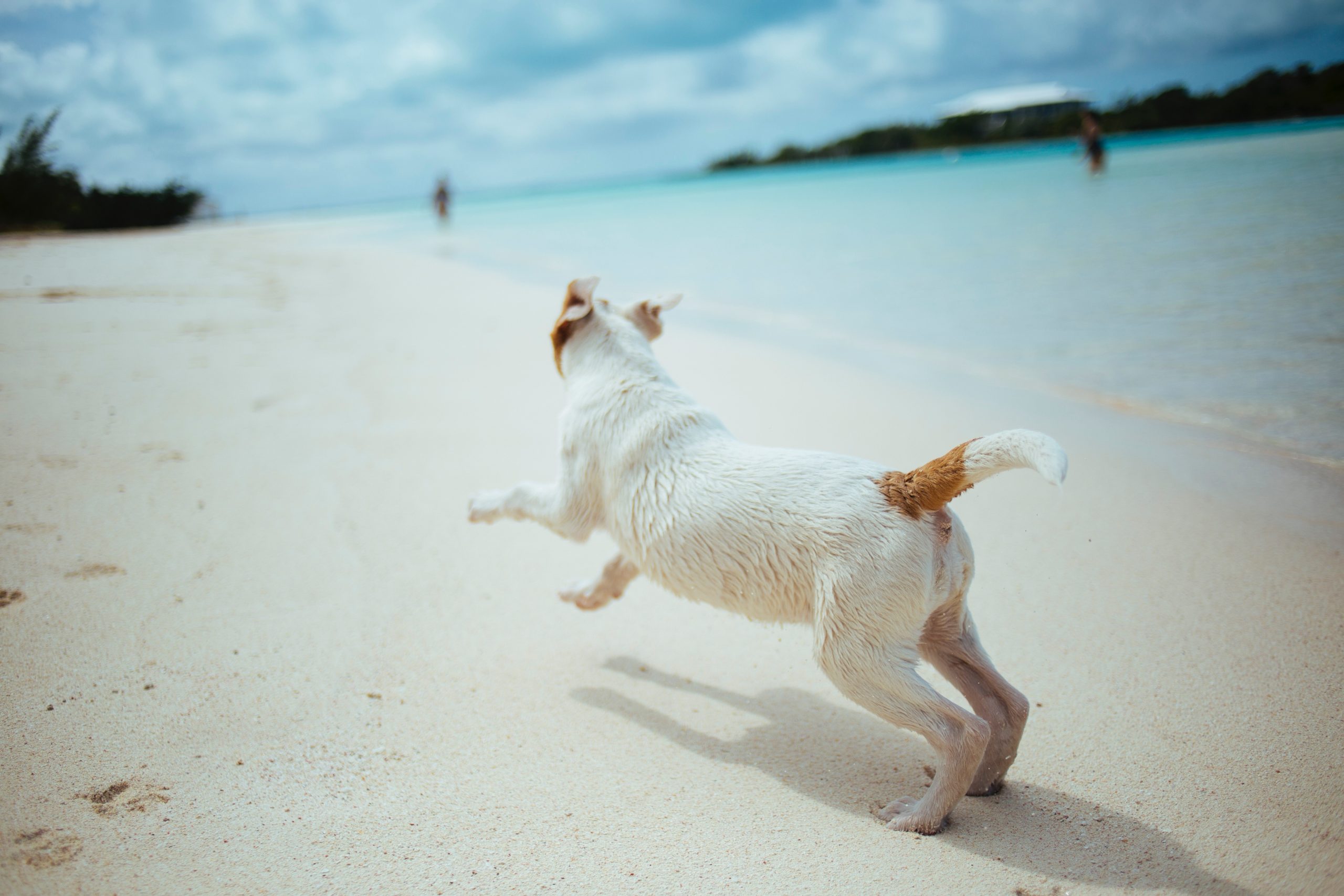 Ein Hund im Urlaub spielend am Strand
